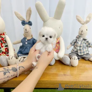 Фото №2 к объявлению №162909 о продаже мальтийскую болонку - купить в Швейцарии 