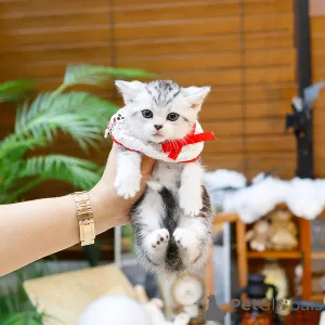 Фото №1. манчкин - купить в Париже за 32468₽. Объявление №164490