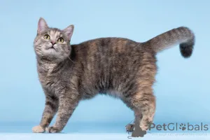 Дополнительные фото: Кошечка Руна ищет доброе сердце.