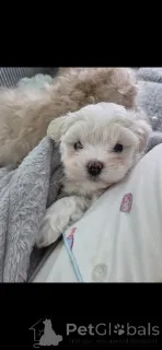 Фото №2 к объявлению №164587 о продаже мальтипу - купить в США частное объявление