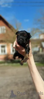 Фото №1. йоркширский терьер - купить в Хельсинки за 51022₽. Объявление №163054