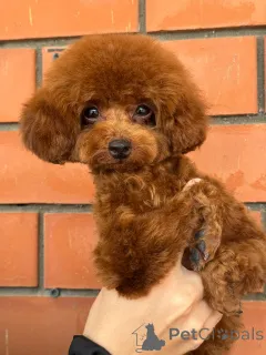 Фото №4. Продажа пуделя (карликового) в Краснодаре  - цена 280000₽