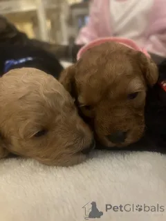 Дополнительные фото: Продаются миниатюрные той-пудели.