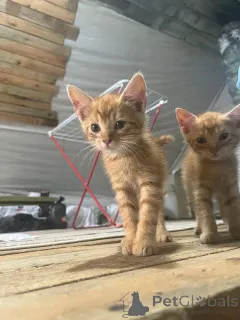 Фото №1.  - купить в Минске за Бесплатно. Объявление №148880