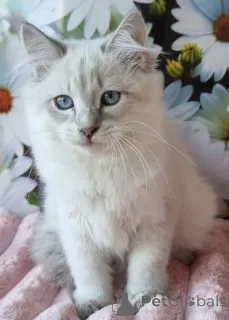 Фото №2 к объявлению №154384 о продаже невская маскарадная - купить в Украине частное объявление, из питомника, заводчик