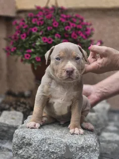 Дополнительные фото: Американский хулиган XL щенки для продажи