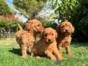 Фото №1. пудель (карликовый) - купить в Амстердам за договорная. Объявление №160835