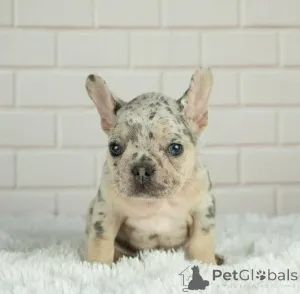 Фото №1. французский бульдог - купить в Нельсон за 152776₽. Объявление №166200