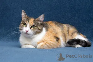 Дополнительные фото: Ищет дом кошечка Пикси