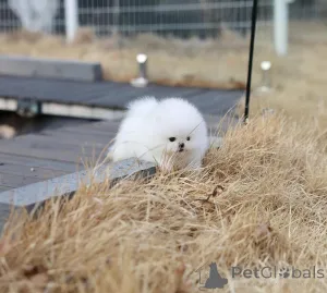 Фото №3. Продаются великолепные миниатюрные щенки Спзита. .  Германия