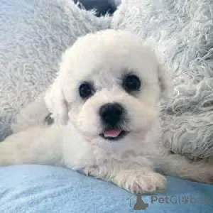 Фото №3. Очаровательные чипсы Бишон Фризе на продажу.  Франция