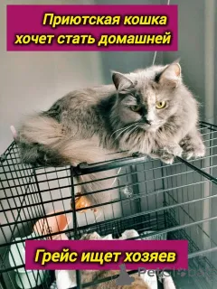 Фото №2 к объявлению №153453 о продаже  - купить в России частное объявление