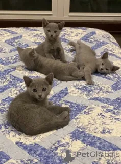 Фото №2 к объявлению №157779 о продаже русская голубая - купить в Германии частное объявление