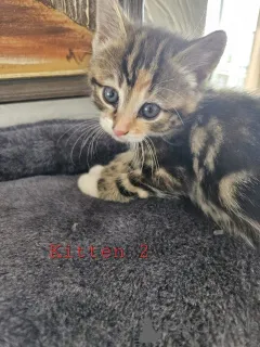 Фото №3. Maine-Coon-Mix-Kätzchen. Австрия