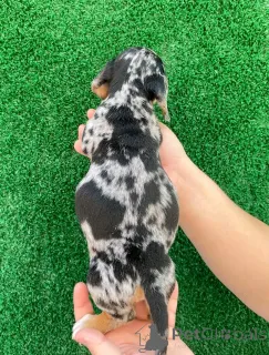 Фото №4. Продажа таксу в Хельсинки частное объявление, из приюта - цена 139151₽