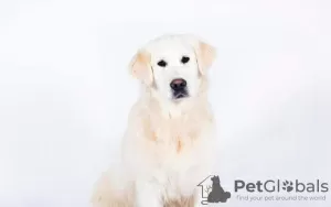 Дополнительные фото: Golden retriever