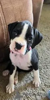 Фото №3. Купите Boxerpuppy.  Бельгия