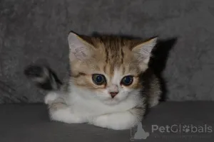 Дополнительные фото: Породные Шотландские котята