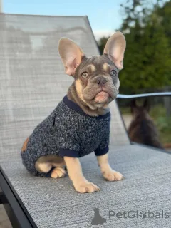 Фото №1. французский бульдог - купить в Мюнхене за договорная. Объявление №152121