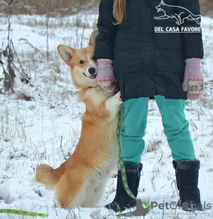 Дополнительные фото: Очаровательный мальчишка Вельш Корги Пемброк.