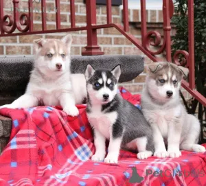 Фото №1. сибирский хаски - купить в Опасность за договорная. Объявление №162118