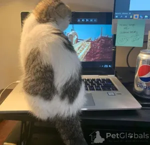 Фото №1.  - купить в Buggenhout за договорная. Объявление №165468