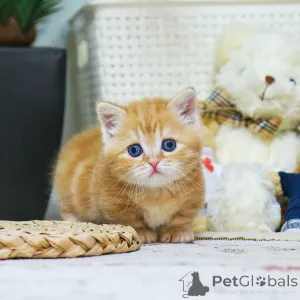 Фото №4. Продам манчкина в Абертами заводчик - цена 26960₽