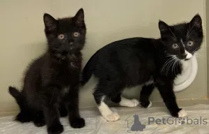 Фото №1.  - купить в Москве реке за Бесплатно. Объявление №149041