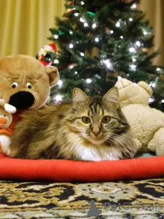 Фото №3. Домашняя трехцветная кошечка Дэлька в добрые руки. Россия