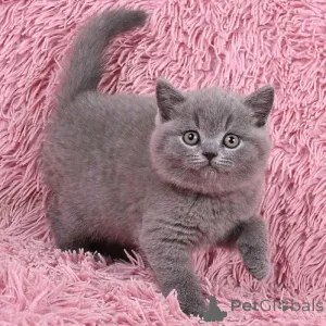 Фото №3. Британские короткошерстные котята. Германия