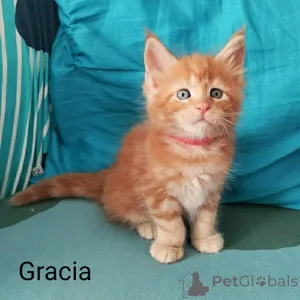 Дополнительные фото: Natalja Galitsina