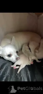 Дополнительные фото: Ready to leave now. Girl chihuahua.....whatsapp me at 44 7453 907158