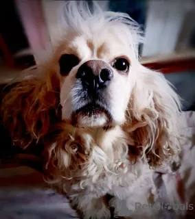 Фото №3. Ищет дом американский кокер-спаниель Тоша.  Россия