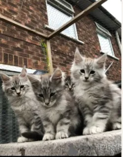 Фото №1. мейн-кун - купить в Копенгаген за 83490₽. Объявление №160419