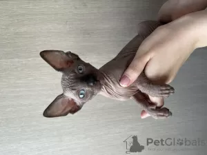 Дополнительные фото: Сanadian sphynx