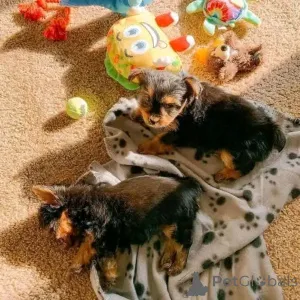 Дополнительные фото: Teacup Yorkie Puppy для усыновления