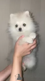 Дополнительные фото: Померанский шпиц. Продажа. POMERANIAN PUPPY. SALE.