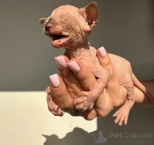 Фото №2 к объявлению №159885 о продаже сфинкс - купить в Литве частное объявление