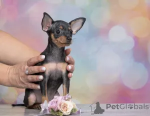 Дополнительные фото: Той терьер Русский Той щенки с родословной