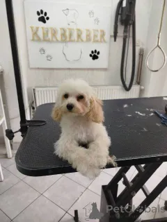 Дополнительные фото: Щенки той-пуделя