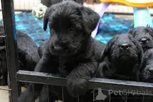 Фото №1. ризеншнауцер - купить в Париже за 64937₽. Объявление №160962