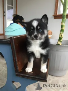 Фото №2 к объявлению №165621 о продаже сибирского хаски - купить в Германии 