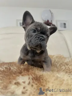 Фото №3. Эксклюзив! Щенки французского бульдога..  Австрия