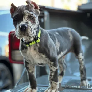 Фото №1. кане-корсо - купить в Аугсбург за 64937₽. Объявление №158576