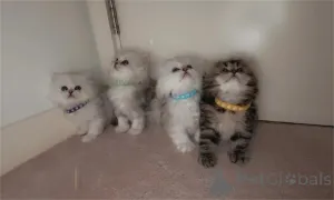 Фото №1. персидская - купить в Бронби за 32468₽. Объявление №153871