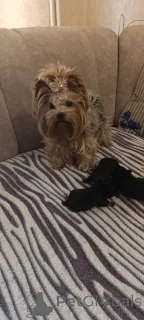 Дополнительные фото: Йоркширский терьер ищет семью