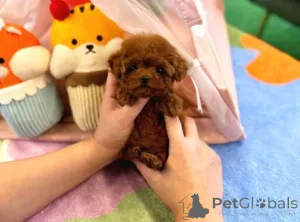 Фото №1. пудель (той) - купить в Pre -Prey за договорная. Объявление №162564