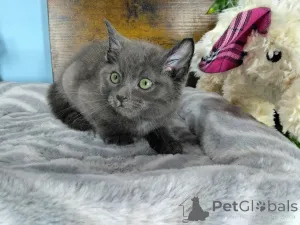 Фото №3. Продаются котята Русской Голубой породы. Греция