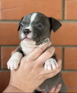 Фото №3. Американский Булли-щенок Вашей мечты!.  Россия