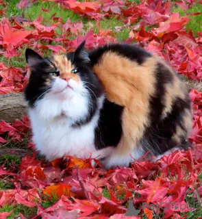 Фото №3. Чистокровные доступные котята. Здоровые котята. Наши котята обучаются домашним и. США